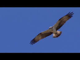 Maybe you would like to learn more about one of these? Sielmanns Heimische Tiere Der Fischadler In Brandenburg Youtube