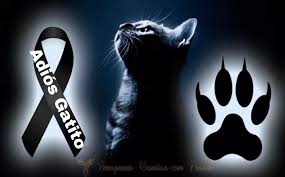 Imagenes De Luto Para Gatos Mascotas Gatos Bonitos Perros En El Cielo