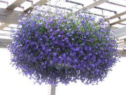 Check spelling or type a new query. Plant Hanging Baskets Part Sun Lobelia Is Pictured In Cherokee Ia Blooming House