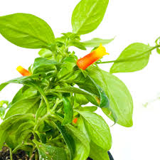 Image result for Manettia