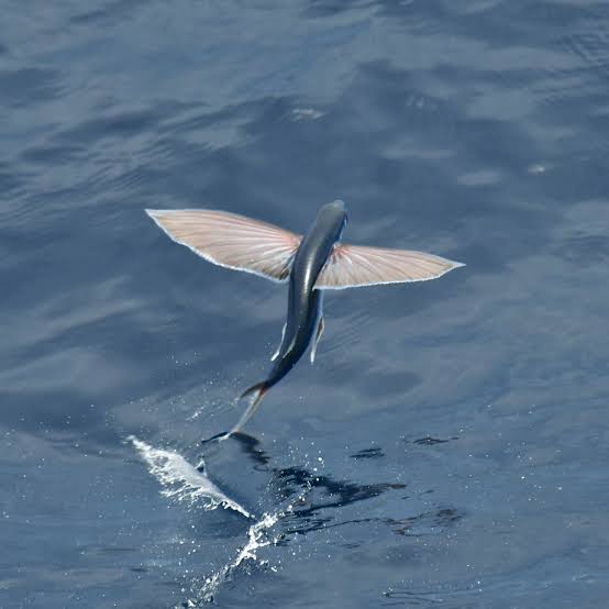 WiseOceans - Creature Feature - Tropical Two-wing Flyingfish