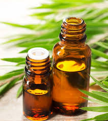 tea tree oil to get rid of head lice