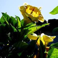 Image result for Solandra maxima