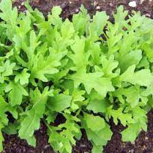 Check spelling or type a new query. Growing Rocket How To Grow Rocket Allotment Gardens