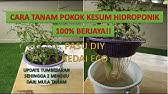 Kegunaan bunga kantan yang paling popular ialah sebagai perasa di dalam penyediaan kuah laksa asam, masak asam dan sebagai ulam nasi kerabu. Cara Cara Mudah Tanam Pokok Bunga Kantan Youtube