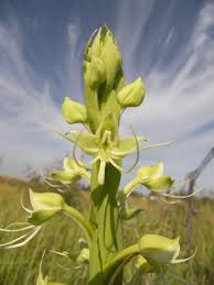 Image result for Habenaria microsaccus