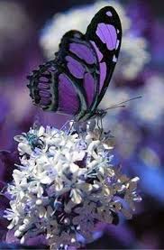 Beautiful Black And Purple Butterfly It S A Colorful Life Colors Black White And Purple Beautiful Butterflies Butterfly Pictures Butterfly Photos