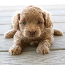 If you are looking for a breeder who can educate you further about the breed and help you find your new family member, you are in the right place. Teddy Bear Goldendoodles For Sale Mini Goldendoodle