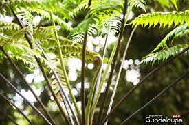 Fougeres Sur La Route Des Chutes Du Carbet Guadeloupe Nature Et Decouverte Guadeloupe Foret Tropicale
