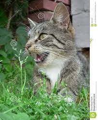Katze Mit Offenem Mund Stockbild Bild Von Blicke Haustier 56310461