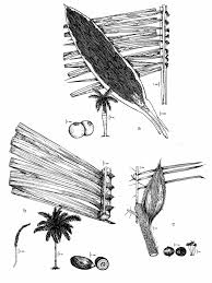 Image result for Rhytachne subgibbosa