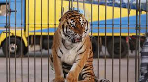 Maybe you would like to learn more about one of these? Tak Sengaja Masuk Kandang Harimau Sirkus Bocah 8 Tahun Asal Tiongkok Habis Dicabik Cabik Tribun Travel