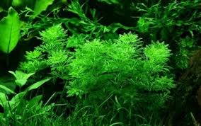 Image result for Limnophila crassifolia
