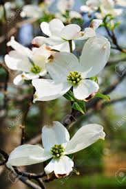 They have some of the largest flowers of all the flowering trees and present a stunning spectacle, with their picturesque branches wreathed in upright goblets of pink, purple or white. A Dogwood Tree Blooming In Ohio In The Spring Stock Photo Picture And Royalty Free Image Image 915189