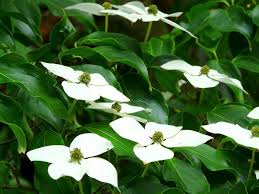 This beautiful tree is interesting all year, with pink or white flowers in late winter or early spring, followed by attractive green foliage. Cornus Dogwood Shrub Plant Guide Dearplants Com