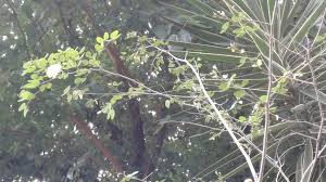 Image result for Bauhinia bowkeri