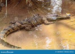 Un Coccodrillo in Una Stagola Fotografia Stock - Immagine di squamoso,  grande: 168248522
