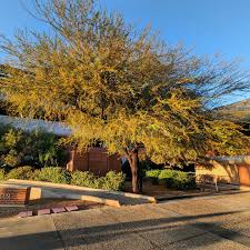Image result for Acacia farnesiana
