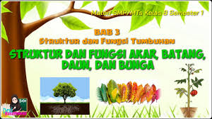 Fungsi lahan untuk tanaman produktif tidak tercapai c. Soal Struktur Dan Fungsi Tumbuhan Kelas 8 Smp Masnurul