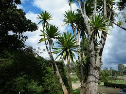 Image result for Dracaena steudneri