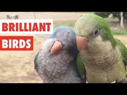 Bird Crying Like A Baby Video Brilliant Birds Funny Bird Video Compilation 2017 Video Clips From The Coolest One Funny Birds Bird Gif Birds