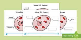 We did not find results for: What Is An Animal Cell Answered Twinkl Teaching Wiki