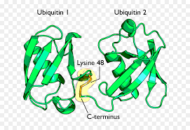 Peptidasen sind am abbau von antigenen beteiligt, wobei ein großer, aus mehreren untereinheiten bestehender peptidasekomplex, das proteasom, beteiligt ist. Proteinabbau Ubiquitin Ligase Ube3a Proteasom Lymphozyten Png Herunterladen 1100 750 Kostenlos Transparent Grun Png Herunterladen