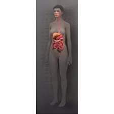 View 21 354 nsfw pictures and enjoy fitnakedgirls with the endless random gallery on scrolller.com. Zygote Complete 3d Female Anatomy Model Medically Accurate Human