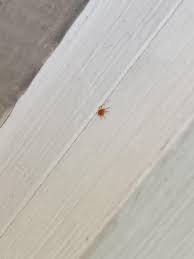 Spider mites are tiny arachnids which attack the indoor and outdoor plants. Very Tiny Red Spider Found In Nsw Sydney Australia In The Greater Western Sydney Region The Red Colour Is Extremely Bright What Is It Spiders
