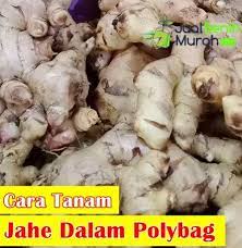 6 Cara Mudah Menanam Jahe Dalam Polybag In 2021 Tanaman Obat Ide Berkebun Tanaman