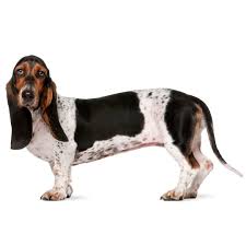 Image result for basset hound