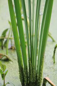 Image result for Typha latifolia