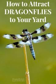 We did not find results for: How To Attract Dragonflies To Your Yard This Summer