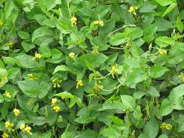 Image result for Vigna comosa