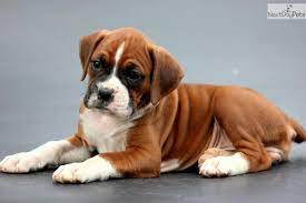 Cassie Boxer Female Boxer Puppies Boxer Puppies For Sale Female Boxer Dog
