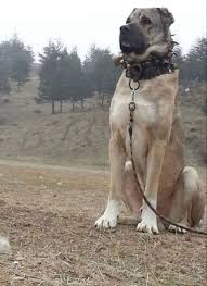 Kangal Kangal Dog Dog Breeds Huge Dogs