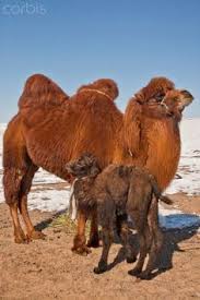 And each hump can store up to 36 kilograms of it that can sustain the. Guess What Day It Is