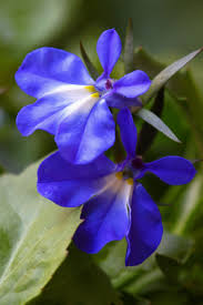 Lobelia Flores Flores Azules Rosas