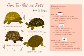 a guide to caring for north american pet box turtles