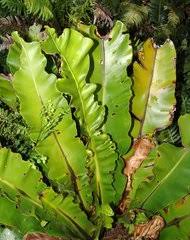 Image result for Vittaria reekmansii