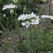 Image result for Mechowia grandiflora
