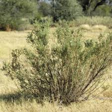 Image result for Pechuel-Loeschea leubnitziae