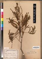 Image result for Acacia rovumae
