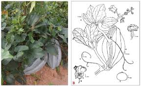 Image result for Telfairia occidentalis