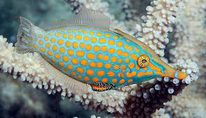 Maybe you would like to learn more about one of these? Specii De Pesti De Apa Sarata