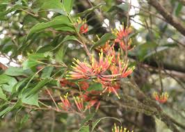 Image result for Dictyophleba