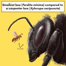 Image result for Isoglossa perdita