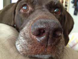 Every Nose Has A Story Dog Nose Crazy Dog Lady Pointer Puppies