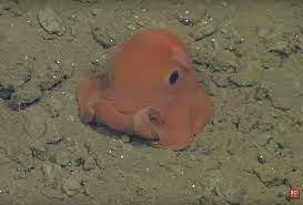 Meet The Adorable Tiny Octopus That May Soon Be Known As Opisthoteuthis Adorabilis Cute Octopus Octopus Facts Octopus Adorabilis