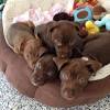 Pitbull lab mix that is also called labrabull or pitador is a dog that is very friendly and loyal. 1